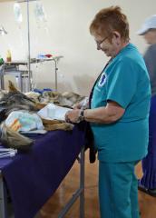 A Happy Dogs volunteer prepares a dog for an operation.  