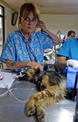 All animals get personal care during the procedure.