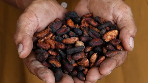 Ecuadorian cocoa beans.