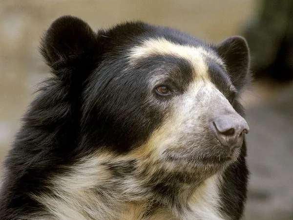 Bear habitat ranges form Colombia, through Ecuador, to Bolivia