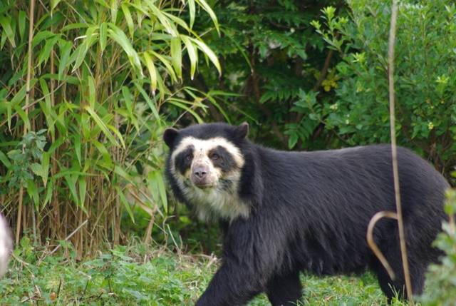 The spectacled bear is considered an endangered species.