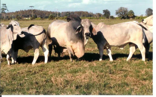 Brahman cattle on the V8 ranch in Texas.