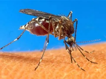 Chikungunya is a mosquito-borne virus.