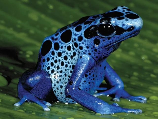 Ecuador's endangered poison dart frog