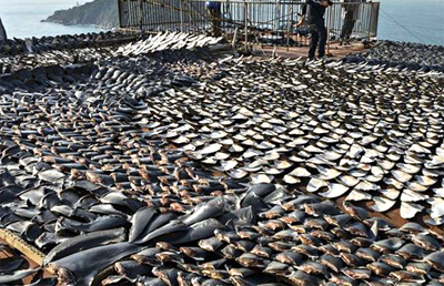 Police display shark fins that were confiscated from traffickers Wednesday in Manta.
