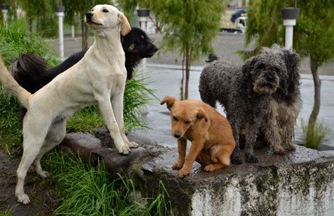 Ecuador and Honduras in UN dispute, Women’s project, Traffic restrictions, Houses for everyone