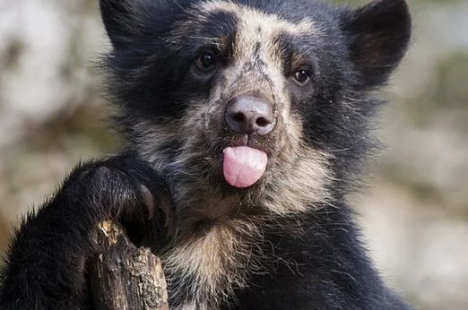 Cuenca-Azogues freeway nears completion, Hernán Illescas exhibit, Cajas park cameras capture rare animals