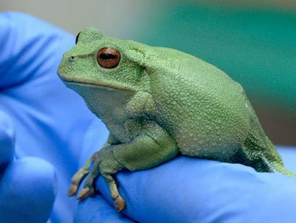 Some environmentally conscious companies are selling Ecuador’s endangered frogs to protect them