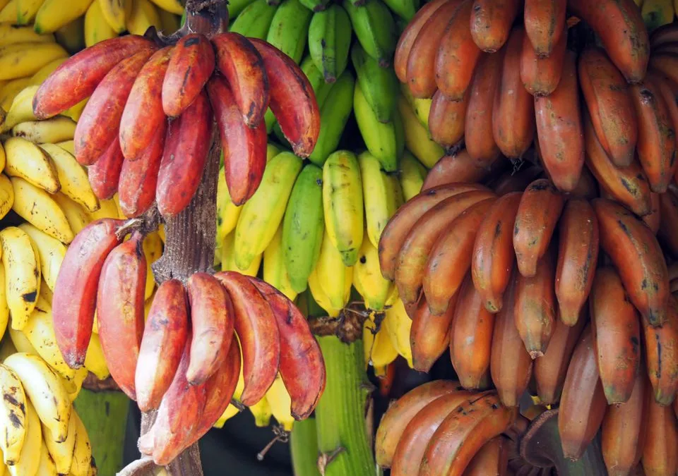 You think you know about bananas? Wait until you read this!