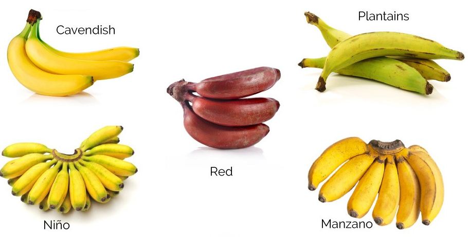 Bananas did you have. Бананы сорта. Бананы разные сорта. Кормовой сорт бананов. Кормовые сорта бананы.