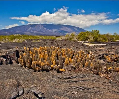 Fernandina volcano in the Galapagos erupts