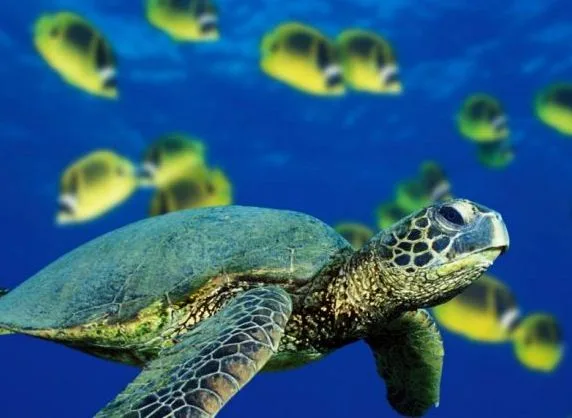 Ecuador, Costa Rica, Colombia and Panama in talks to create a ‘marine protection corridor’ in the Pacific