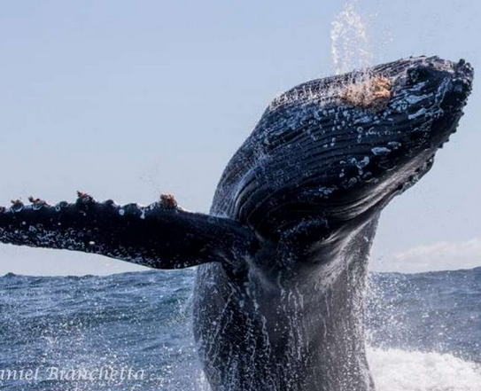 Whale conservation, Electronic money, Waking the sleeping god, Don’t toss burning butts