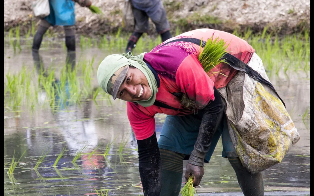 ¡Rice! Shining a light on Ecuador’s muddiest work