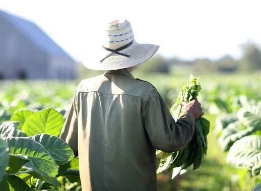 Climate change threatens the iconic Cuban cigar