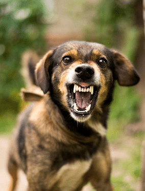 Speaking of bad dogs in Ecuador