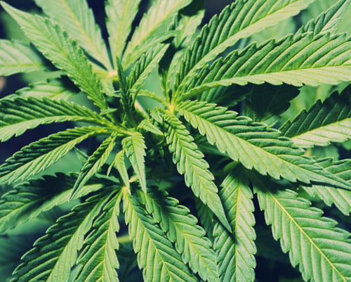 World marijuana prices are highest in Tokyo and cheapest in Quito, according to Cannabis Price Index