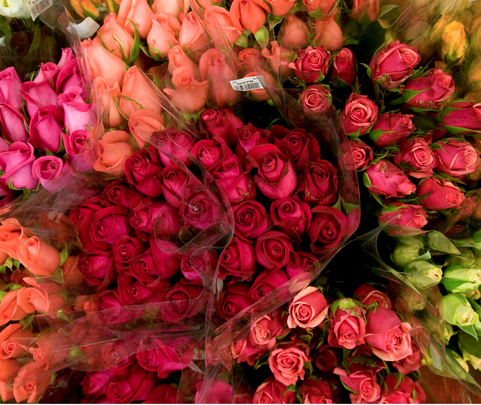 Ecuador’s Alerta Emilia system, Crash in El Centro, 15 tons of Valentine’s flowers ship out, Jeep fair Saturday, Guitar recital at Abe Lincoln Center