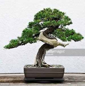 Second attack on soldiers, Economic reactivation, Citizen committee selections, Bonsai congress, Cherry festival, Venezuelan parents protest