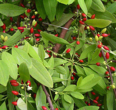 Food trucks roll into Cuenca, New flights to Guayaquil, Coca operation destroyed, Political activists found innocent, Military music in Tarqui