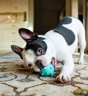 Tram work on schedule, Pet fair at Parque El Paraíso, Mercado security improvements, Low-cost housing