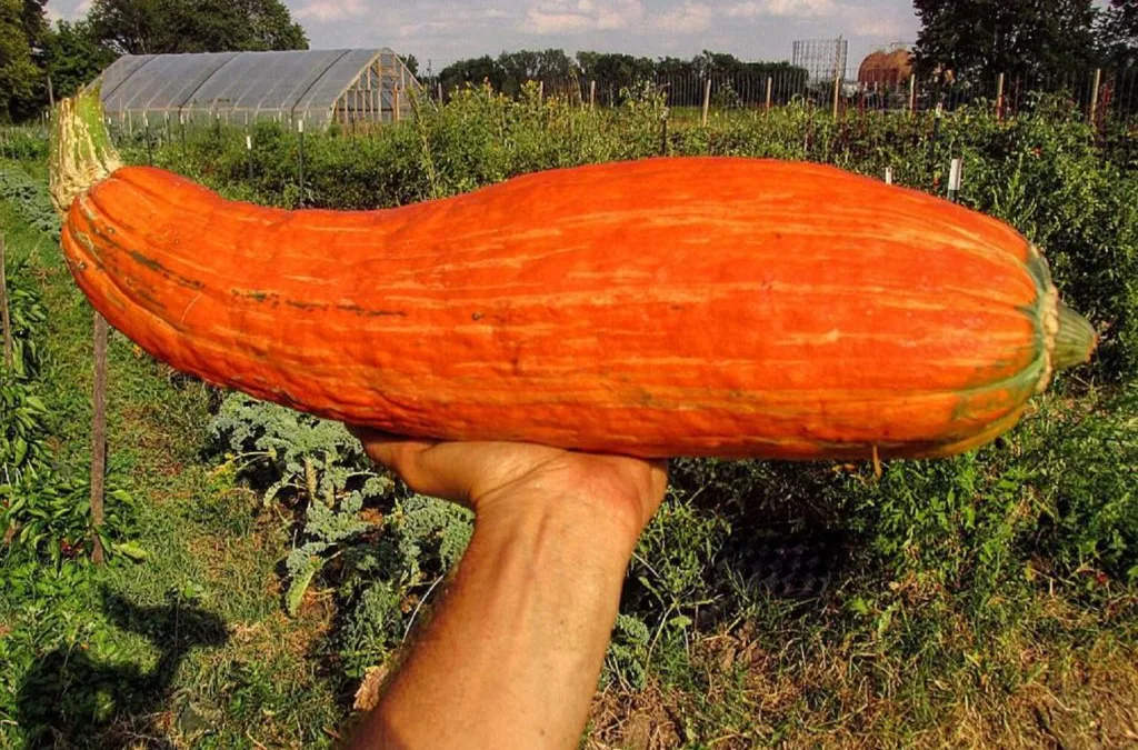 Foods of The Americas: Squash, the ‘noblest’ of vegetables