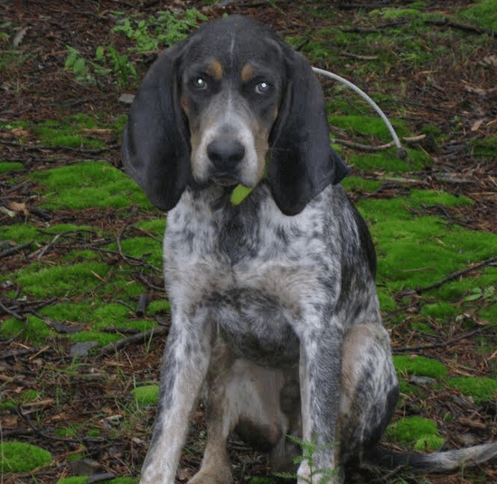 The phantom hound: Making friends in the Blue Ridge Mountains