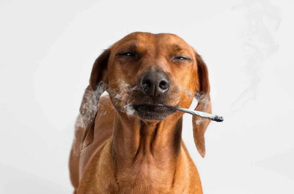 We know that secondhand smoke is bad, but what about thirdhand smoke?