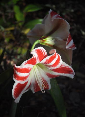 Rearranging life’s bouquet