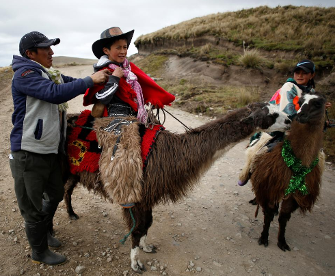 Children’s llama race helps protect Llanganates National Park in Cotopaxi Province