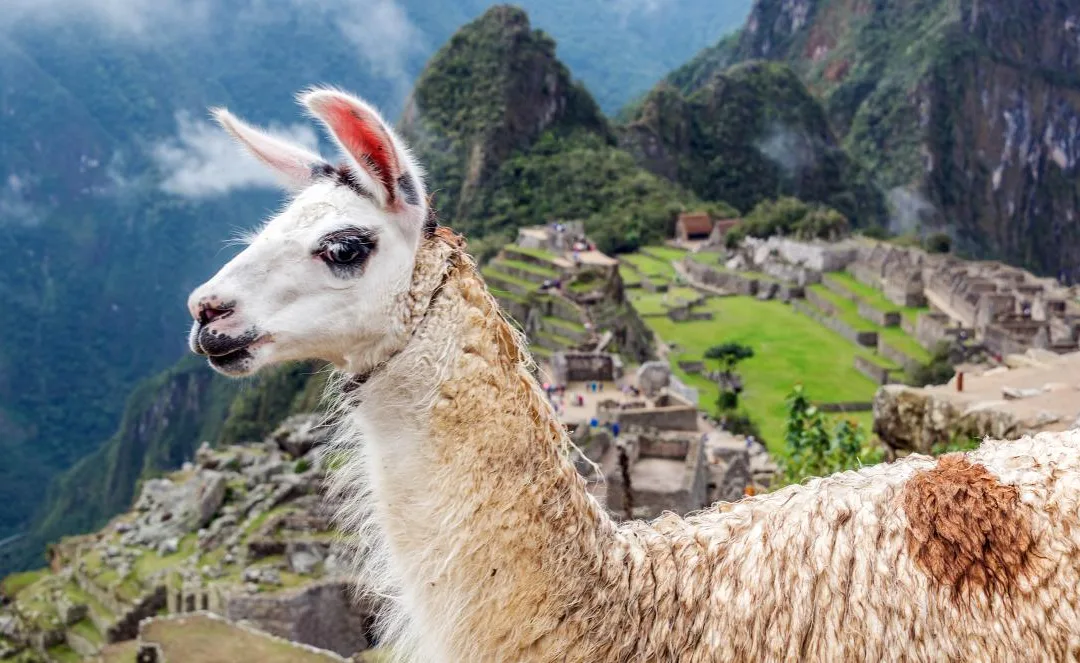 Can the llama hold the key to an effective Covid-19 vaccine?