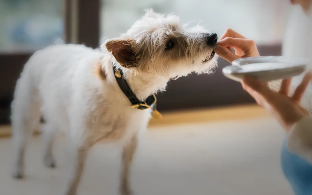 Everything you should know before making your own dog food, straight from a vet