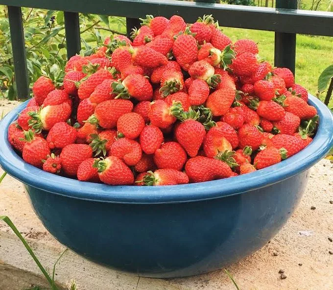 Cuenca couple reaps the rich harvest of hard work