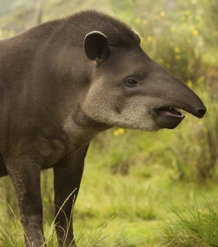 Can the Ecuadorian Amazon be saved?