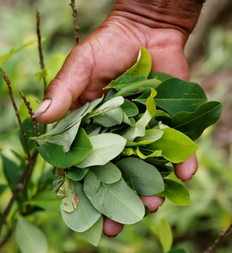 Colombian farmers –and Ecuador– welcome court decision against aerial fumigation of coca crops