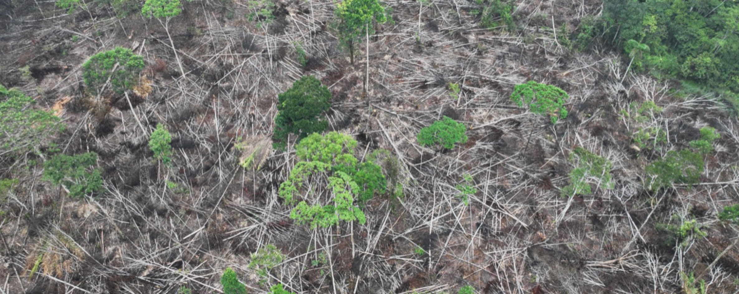 Ecuador--between-2020-and-2024,-an-area-equivalent-to-the-size-of-Luxembourg-was-deforested