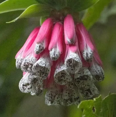 Can nature-based tourism save Ecuador’s endangered cloud forests?