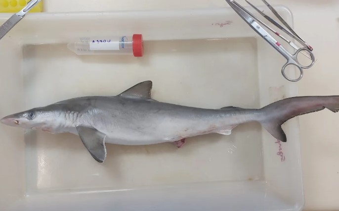 Thirteen sharks from Brazilian coastal waters test positive for cocaine, research shows