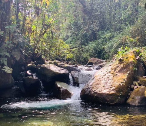 Could an Ecuadorian forest be recognized as the legal author of a song? A petition is pending