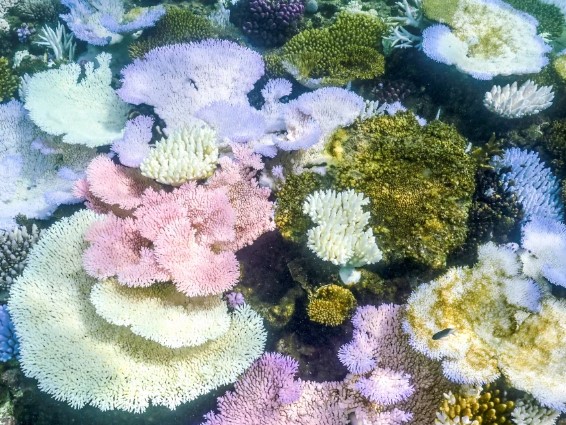 Rapidly rising ocean temperatures are causing a record level of coral bleaching