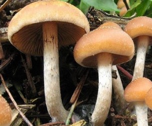 How psilocybin and psychedelic in mushrooms may rewire the brain to ease depression, anxiety and more