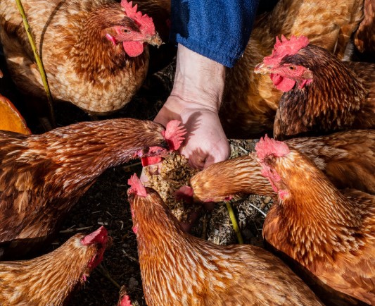 Making sense of bird flu; Although not an imminent danger, it could pose a deadly threat in the future