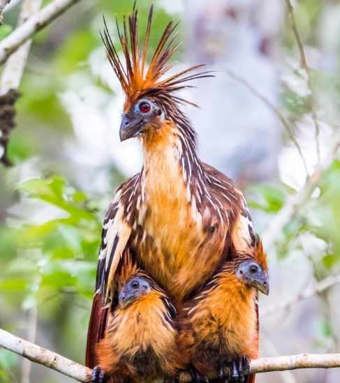 The weirdest bird in the world lives in Ecuador but don’t try to eat one