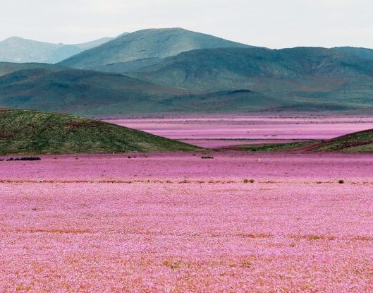 Chile’s Atacama Desert, one of the world’s driest, comes alive with a rare summer bloom