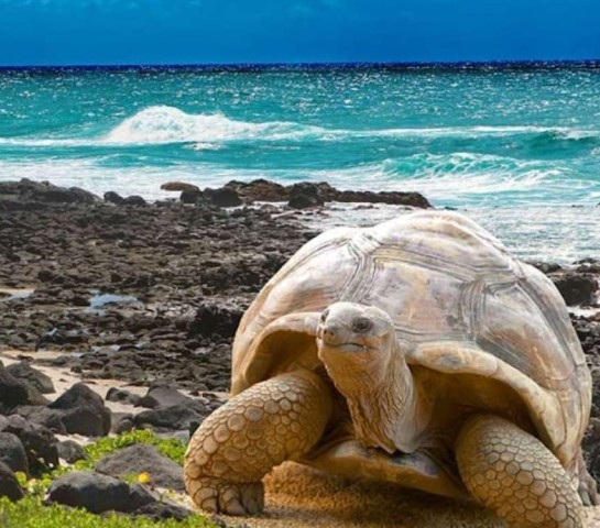 High court accepts one Noboa challenge but rejects another; Galapagos ranks second for world tourism; Outdoor dining expands; Fito’s right-hand man killed