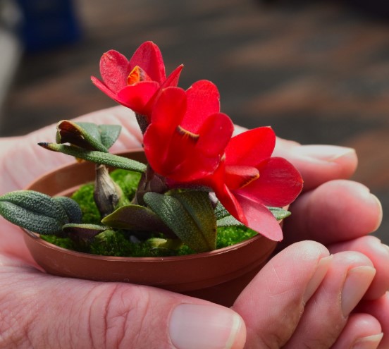 Season’s greetings from the Paute canton