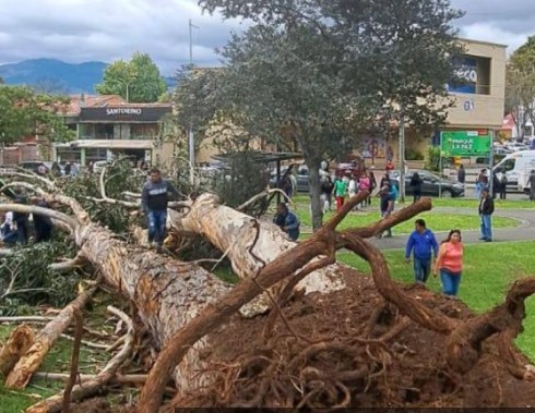 Two children killed by falling trees in park playground