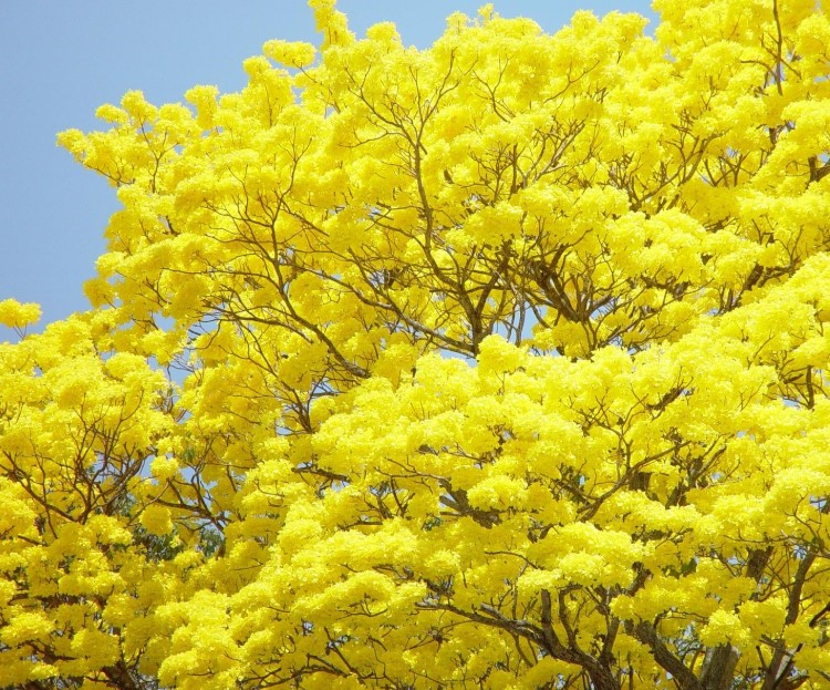 Cuenca tire factory cuts production; Residents asked to help reduce flooding; High court considers cases against Noboa; Guayacan trees are in bloom