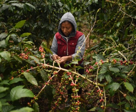 Squeezed by trade wars, climate change and geopolitics, international coffee prices head higher