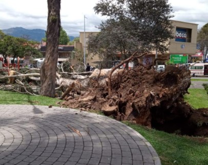 Plant experts urge city to develop a tree plan; Police make arrests ahead of Noboa campaign visit; Strong earthquake causes damage; ‘Country risk’ drops